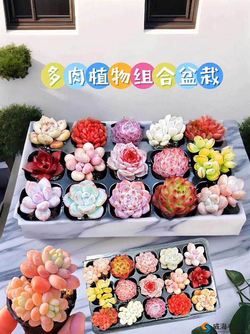 多肉界的小公主,你值得拥有