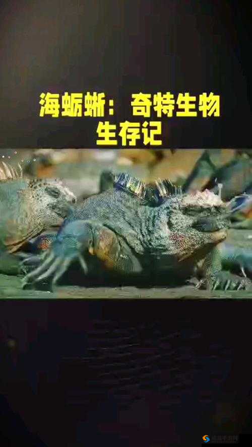 民工大头龟的奇特生存故事