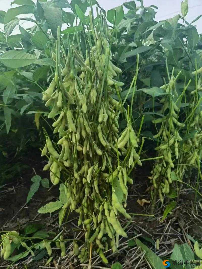 成熟 50WX 老狼大豆行情:高品质大豆的首选