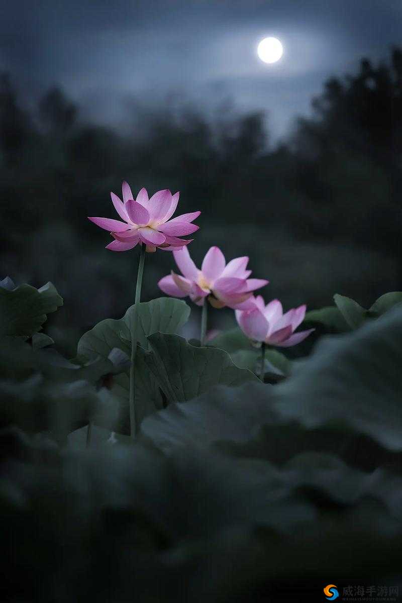 女子半夜莲花开惊艳众人