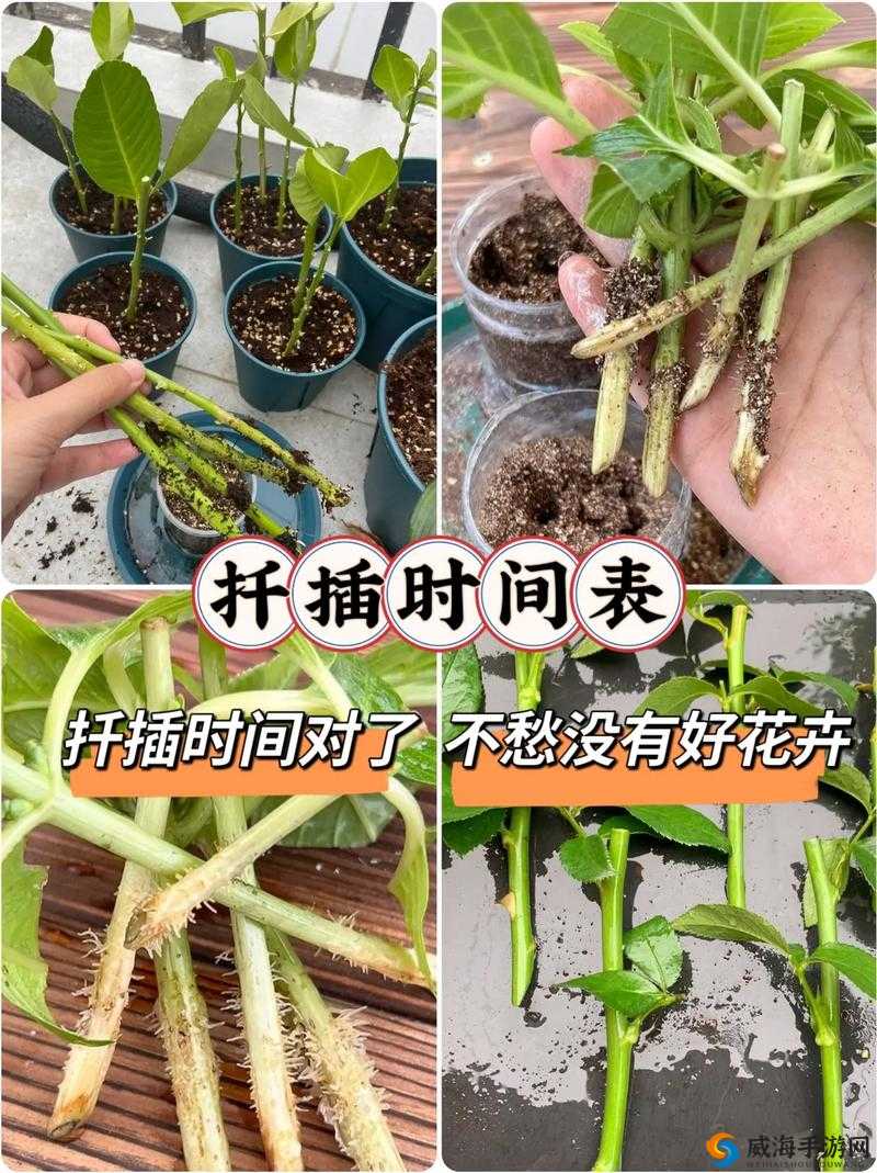韩式 72 种扦插方式：揭秘韩国园艺秘诀