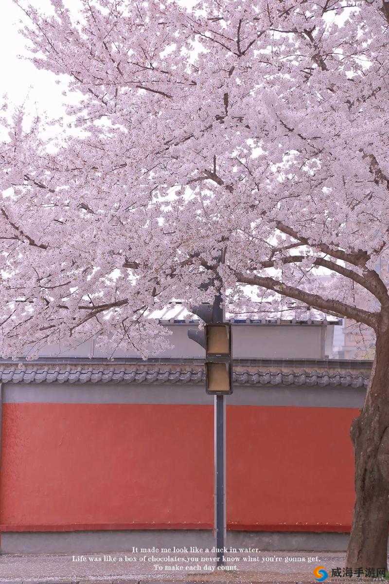 我可以深入了解你的樱花吗：探寻樱花的奥秘