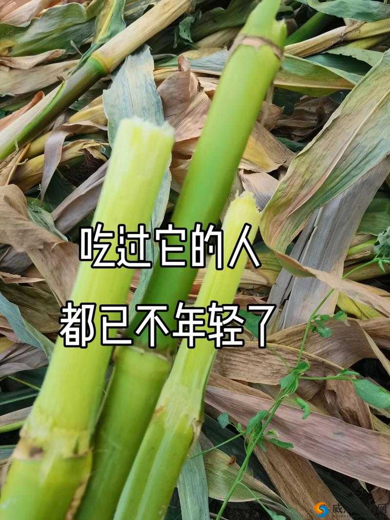 玉米地方的那些事：回忆与故事