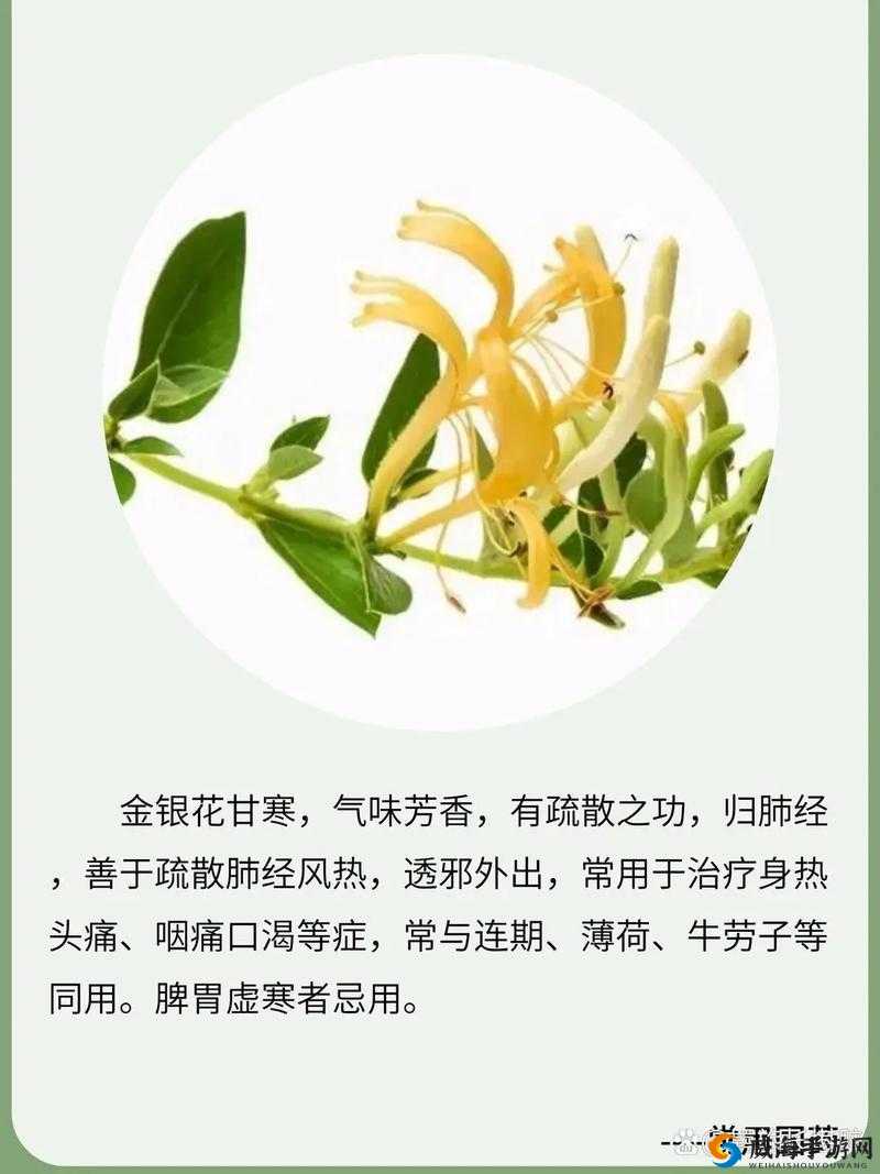 双管齐下金银花：功效与作用介绍