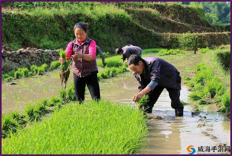 夫妻之间的 100 种插秧法：实用技巧分享