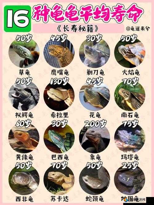 死亡巨石道具宝典：秘籍与攻略大全