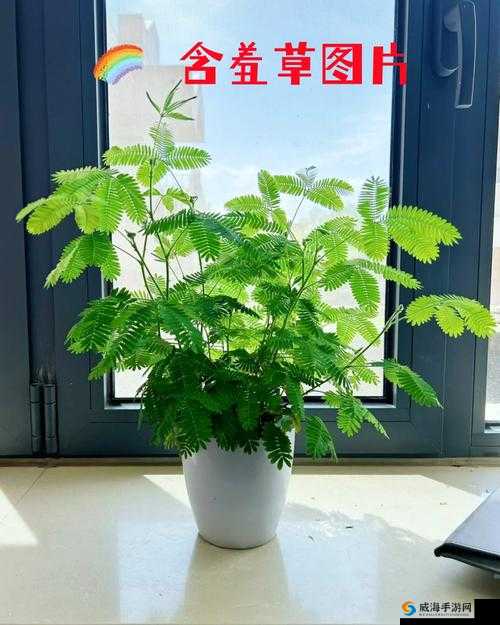 含羞草高清视频在线观看：精彩呈现