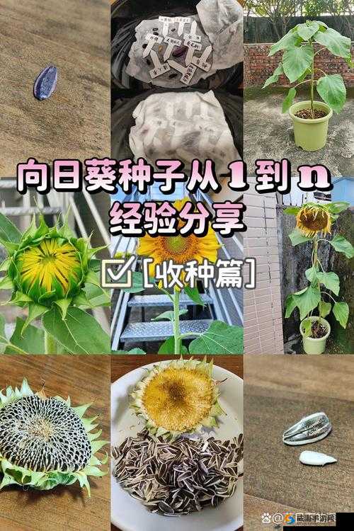 全民小镇向日葵种子数据全揭秘