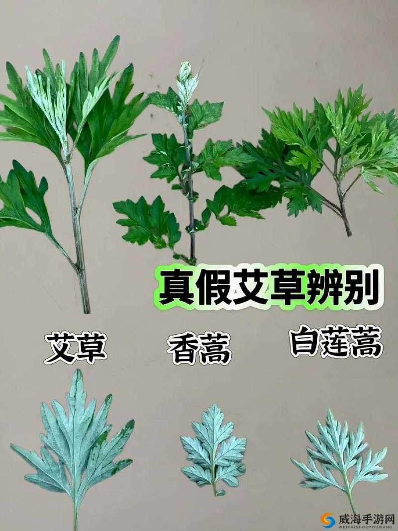 嫩叶草 m 码和澳洲码的区别解析