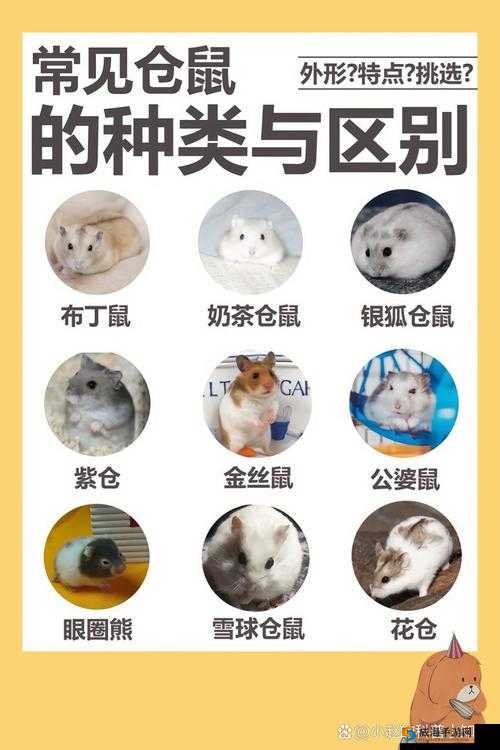 大巧娘和吉庆第 22 回的区别：深度解析
