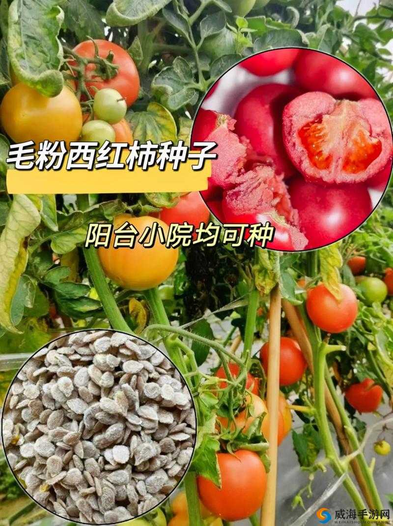 奶块西红柿籽获取与播种方法