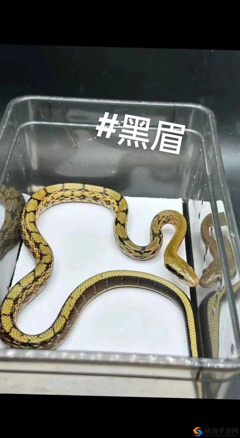 国kill新手英模式攻略
