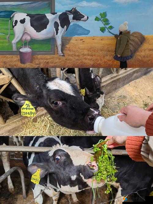 奶牛福利导航：关注奶牛的幸福生活