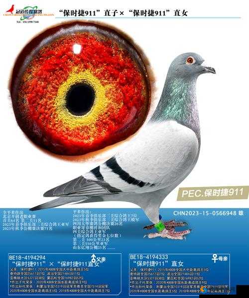 911 传媒三区：探索独特文化世界