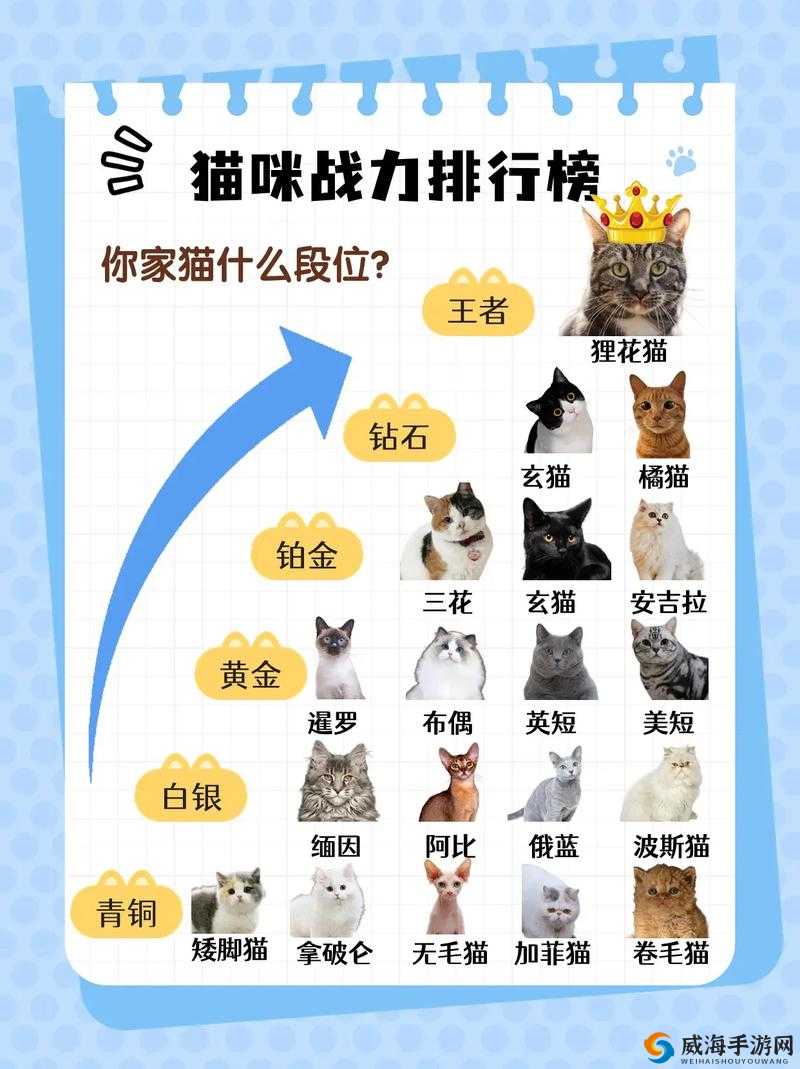 神创大陆坐骑进阶攻略：提升战力的必备指南