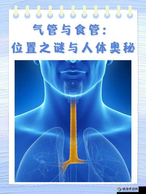 《Fate英灵战记》深度解析:灵脉系统的奥秘与实战应用指南