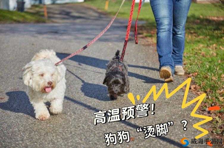 狗狗的东西又硬又烫又臭怎么办：求解之法