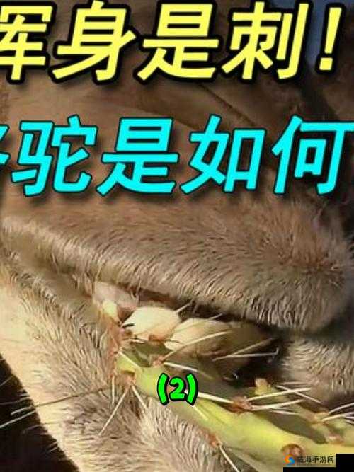 哈昂啊嗯：奇妙的组合