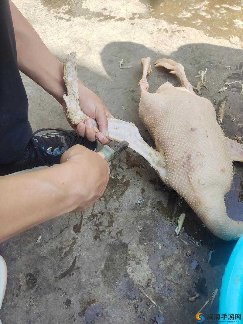 鹅鸭杀呆呆鸟制胜策略及胜利条件详解