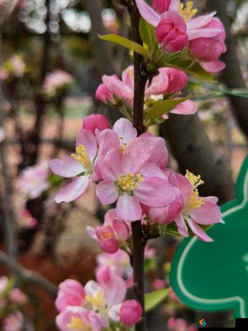 粉色水蜜桃和日本樱花区别之比较