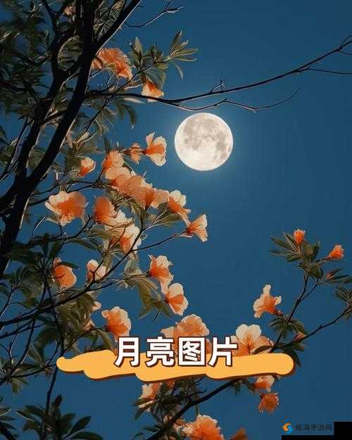 月月射：探索其独特魅力与内涵