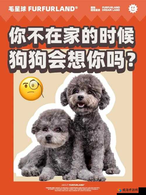 老公不在家狗狗的东西能要吗：这是个问题