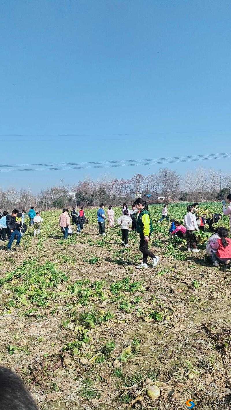 拔萝卜:有趣的传统田园活动