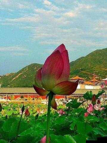 莲花 B 是什么样的：探索其独特之处