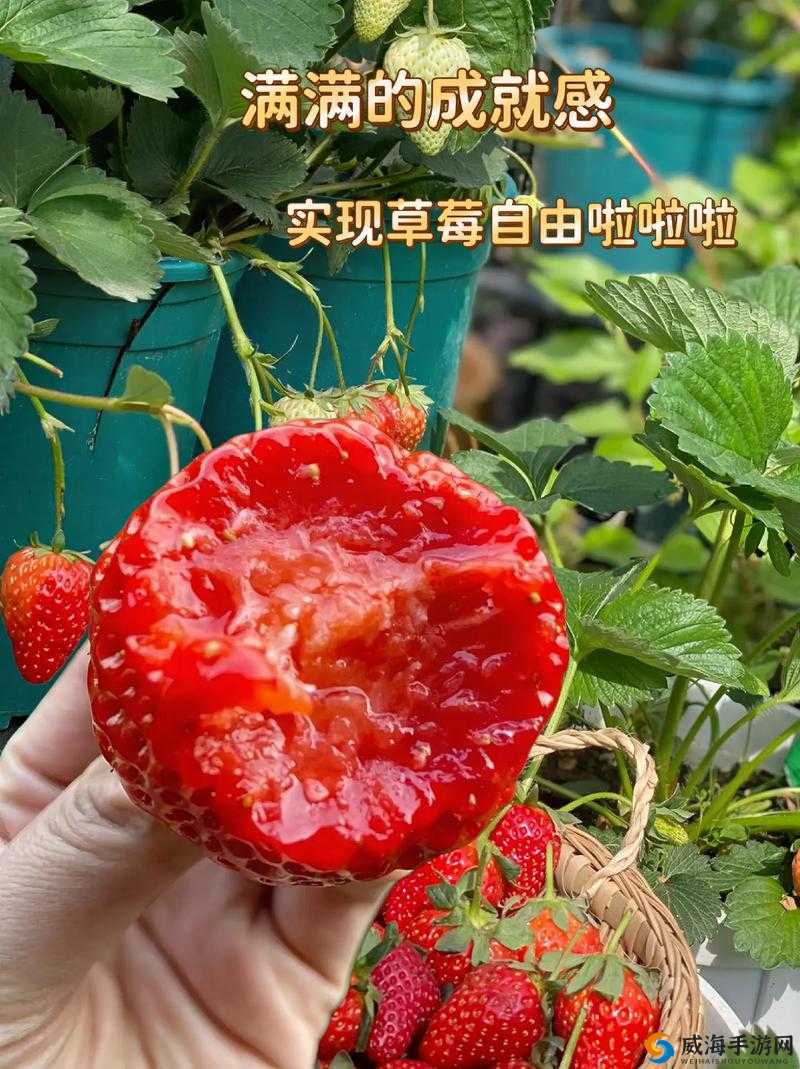 小猪视频草莓视频等精彩内容大揭秘