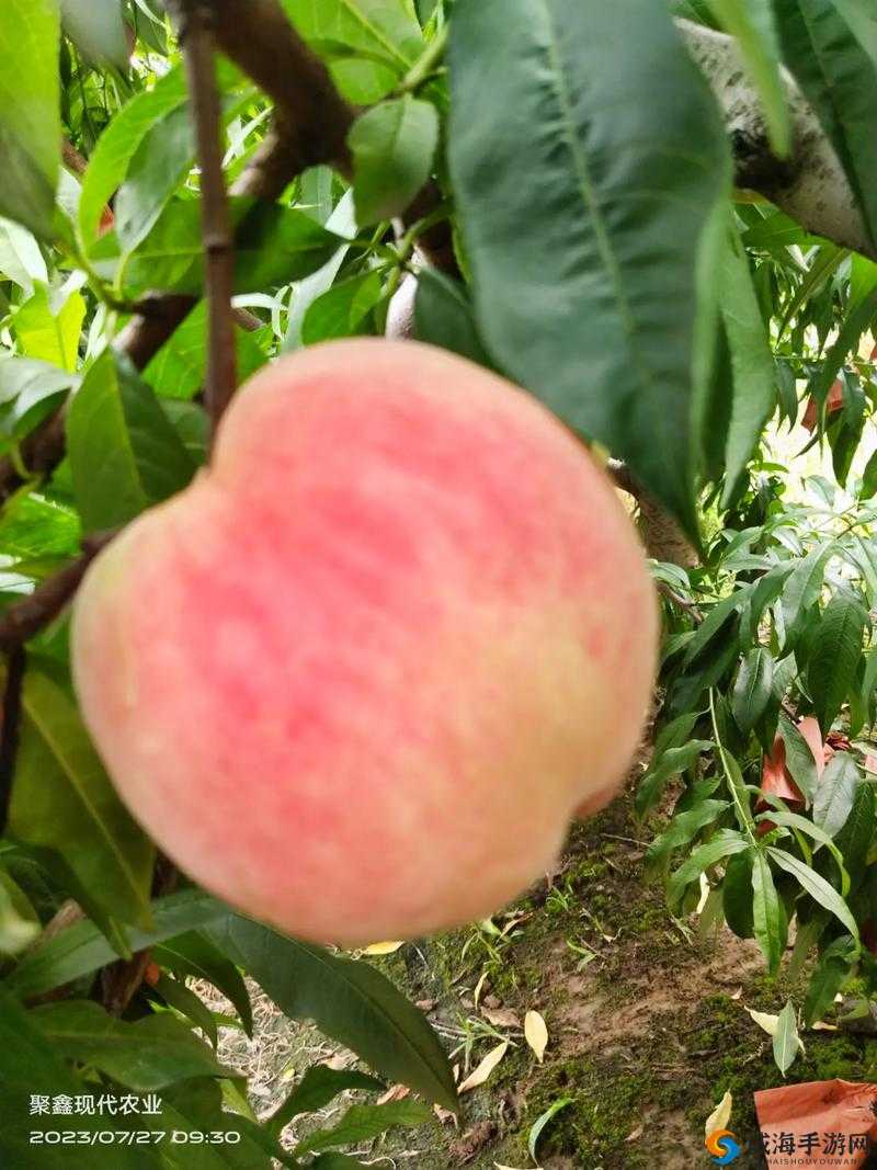 巨无霸水蜜桃 4399 带来甜蜜体验