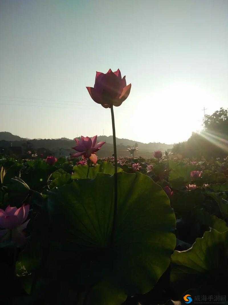 女性半夜莲花开放会自愈吗健康新视角之探索