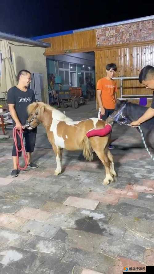 人马是怎么配对的视频已修复：科学探索人与马的奇妙关系