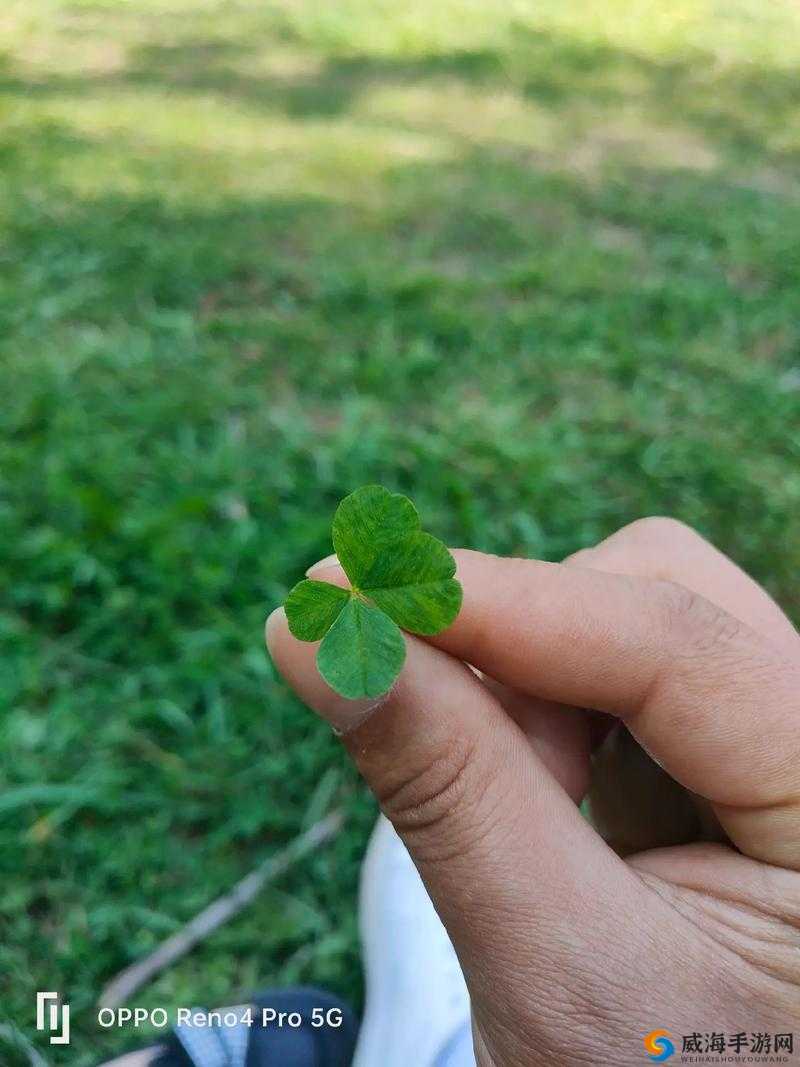 欧洲尺码四叶草:独特魅力的象征