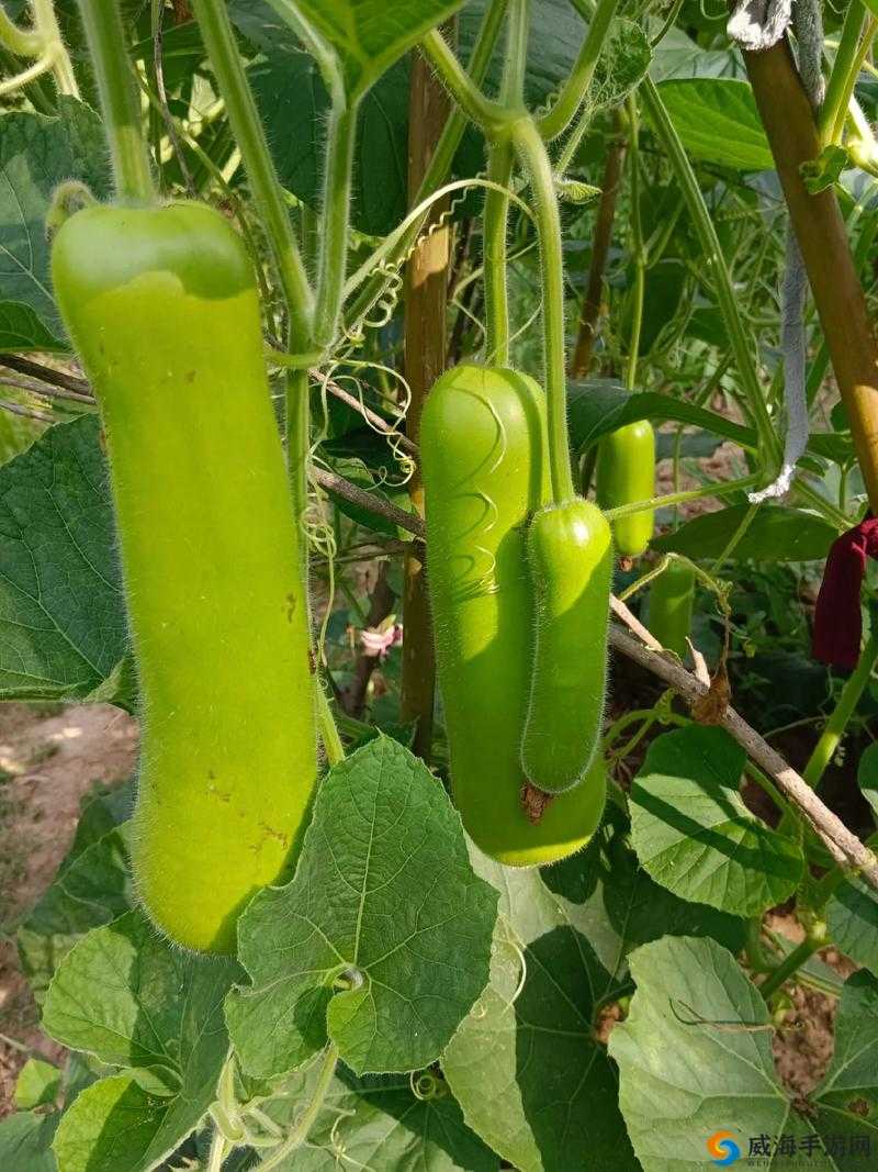 秋葵茄子丝瓜香瓜榴莲大全：各类蔬果的盛宴