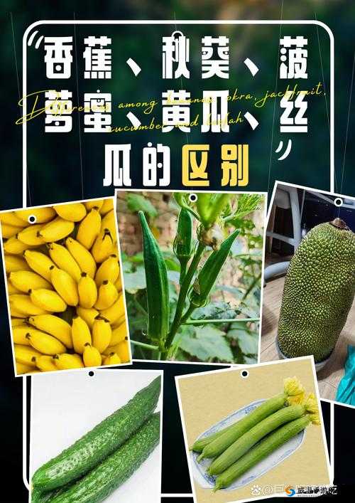 香蕉秋葵菠萝蜜黄瓜丝瓜的区别之详析