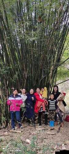 迈开腿让老师尝尝你的森林:大胆探索别样体验