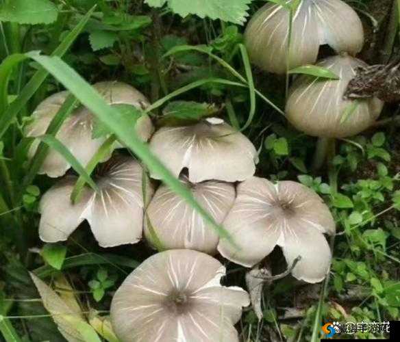 蘑菇头顶开花缝:大自然的奇妙植物现象之探秘