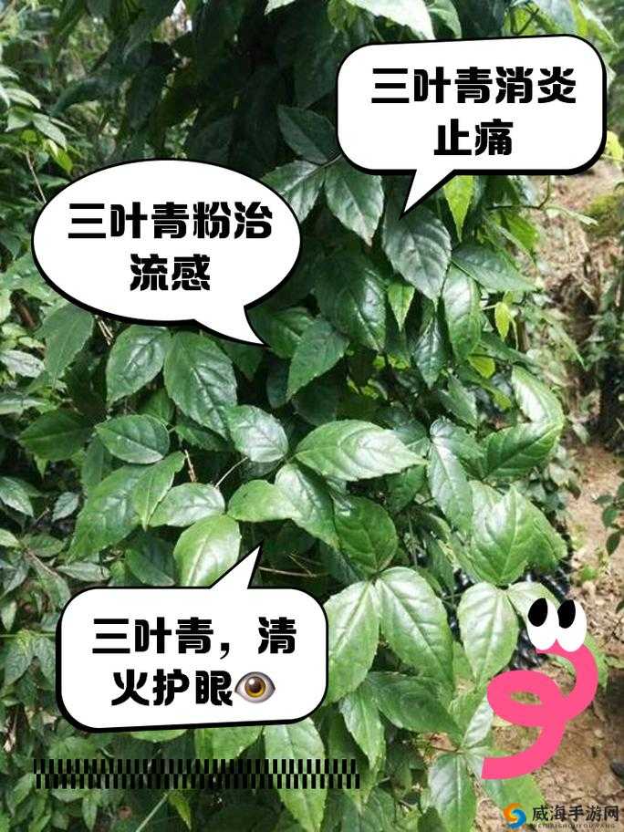 三叶草 gw2419 ：独特植物品种的奥秘与价值探寻