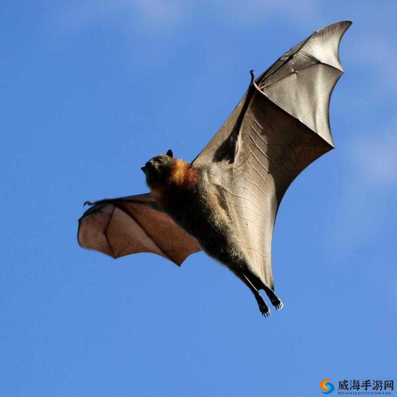 无人区编码 6229 蝙蝠：探索未知世界的神秘存在