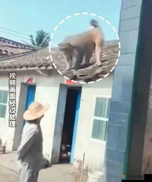 生猴子全过程不盖被子:奇妙孕育之旅揭秘