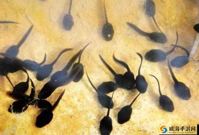 久青蝌蚪窝视频播放：探索未知的奇妙世界