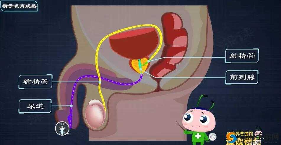 男生睾丸有黏糊液体：探秘性健康的奇妙世界