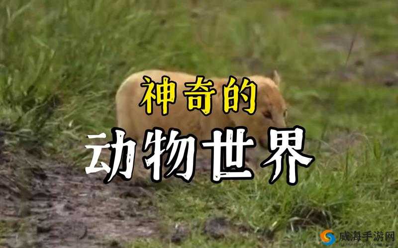 ZoomZookeeper 动物：探索神奇动物世界的奇妙之旅