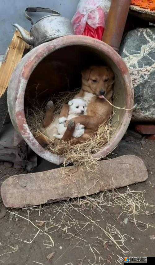 毛多多啊啊啊：一个充满奇思妙想的独特存在