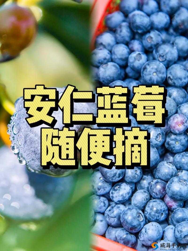 蓝莓社区福利导航:畅享优质福利资源全攻略