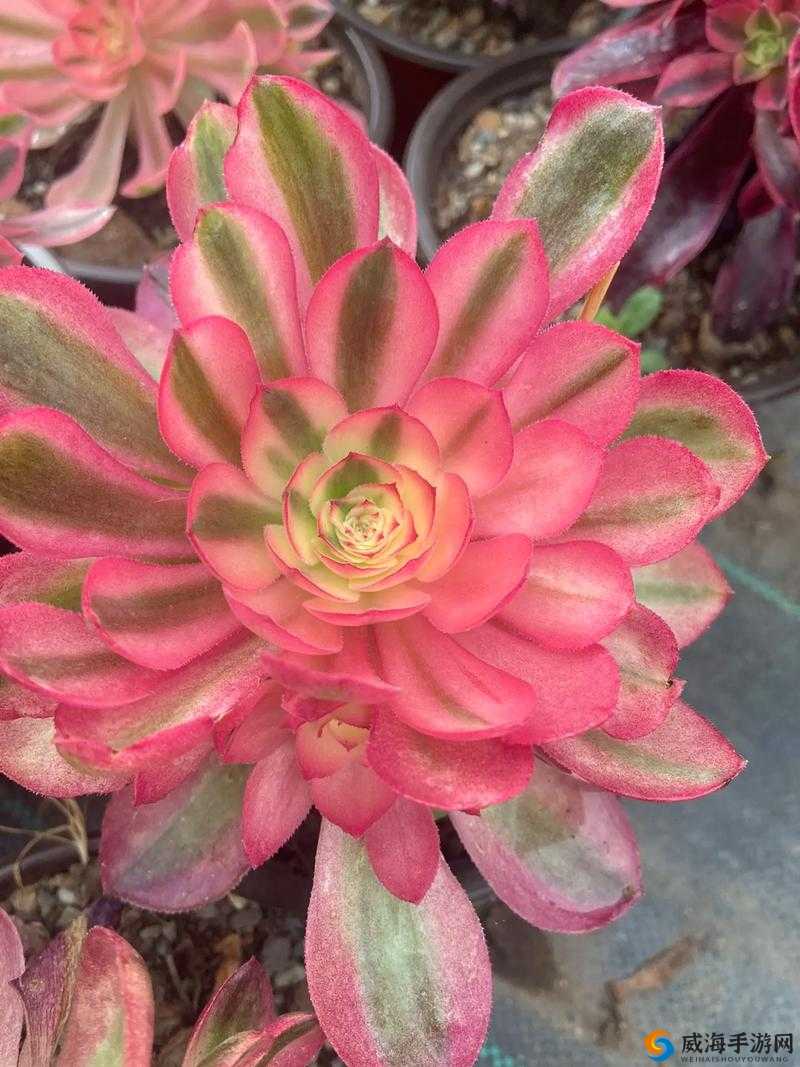 天劫倾城法师，华丽输出与自保并存的魔法大师