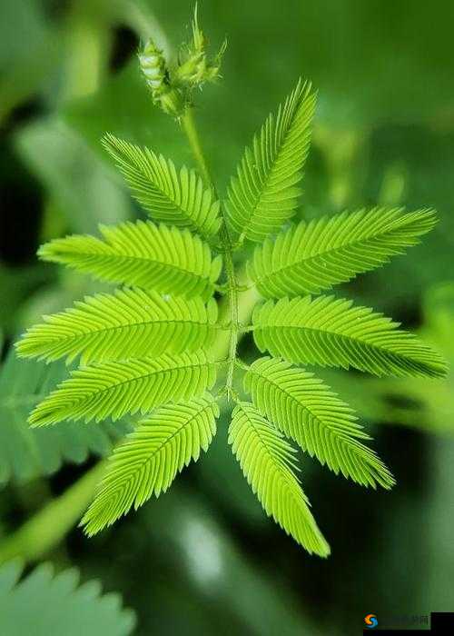 含羞草高清视频在线观看:带你领略神奇植物的独特魅力
