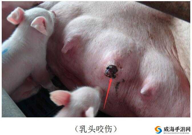 被蹂躏的奶水 2 在线播放:引人深思的独特视角