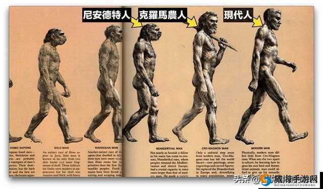 美国人与畜禽 Croproation365:探索其背后的神秘关联