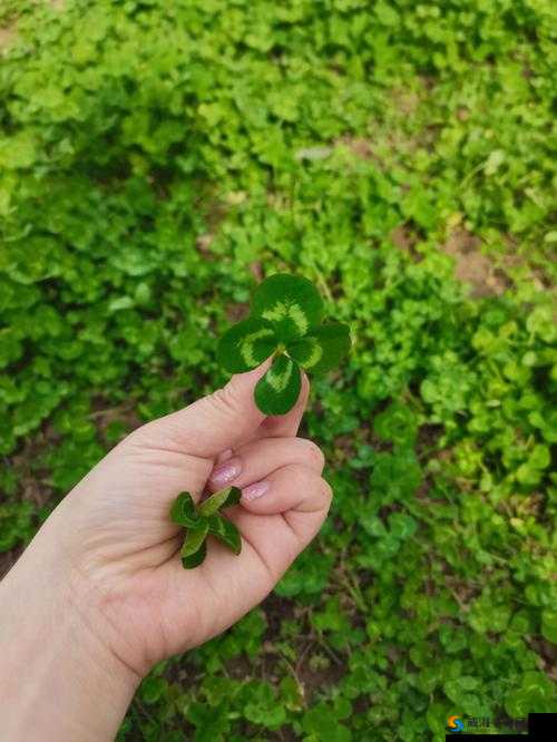 四叶草私人研究所研发出具有突破性的成果